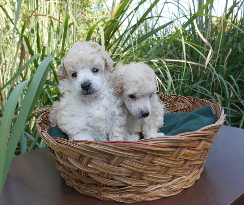 cream puppy-male