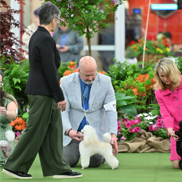 AKC GCH Adagio All The Small Things
OFA CHIC certified