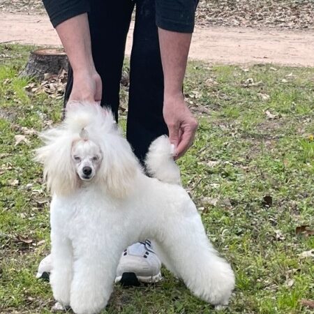 1.AKC CH Makay's Axl Rose
2.OFA CHIC certified