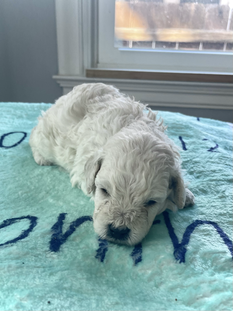 bigger puppy-male