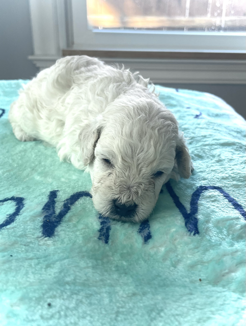 small puppy-male