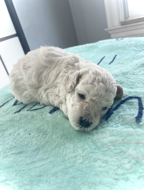 small puppy-male
