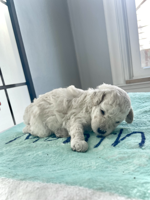 small puppy-male