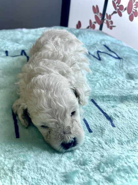 sma;; puppy-male