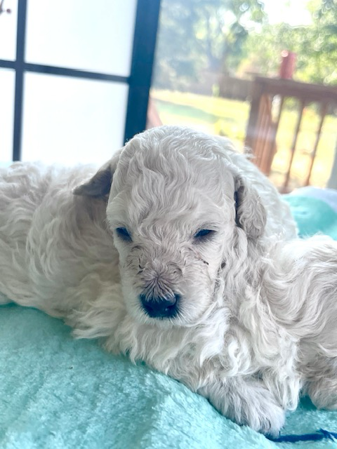 small puppy-male